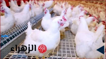 أسعار الفراخ.. تفاصيل سعر كيلو الفراخ البيضاء اليوم في مصر وأبرز التغيرات